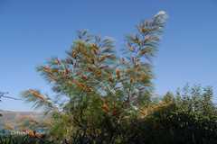 Grevillea pteridifolia